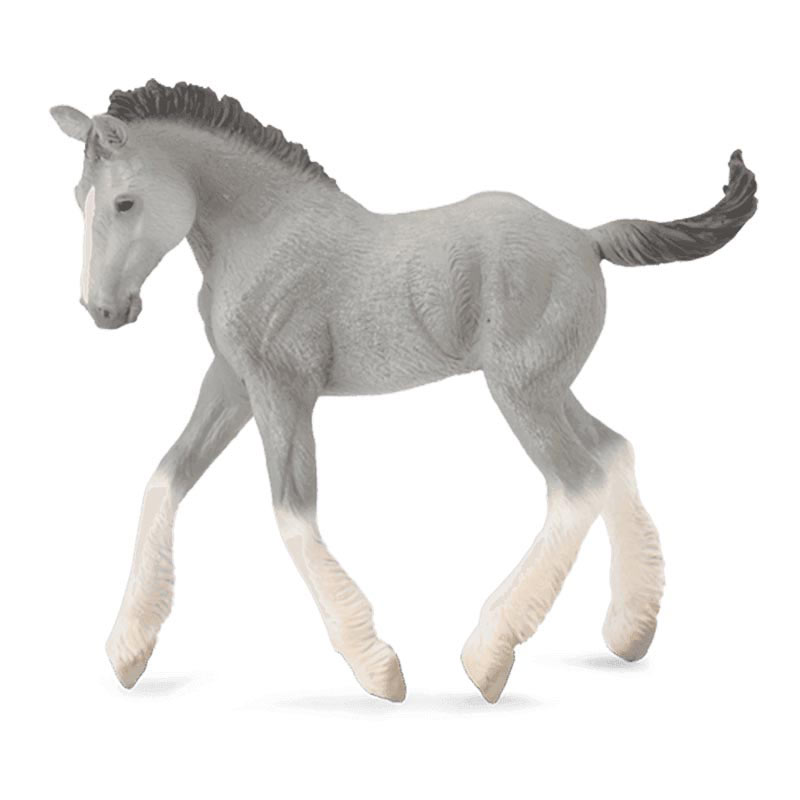 Πουλάρι Σάιρ γκρι