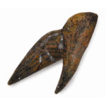 Εύρημα - Δόντι Τρικεράτοπα Σε Κουτί