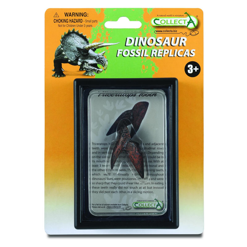 Εύρημα - Δόντι Τρικεράτοπα Σε Κουτί