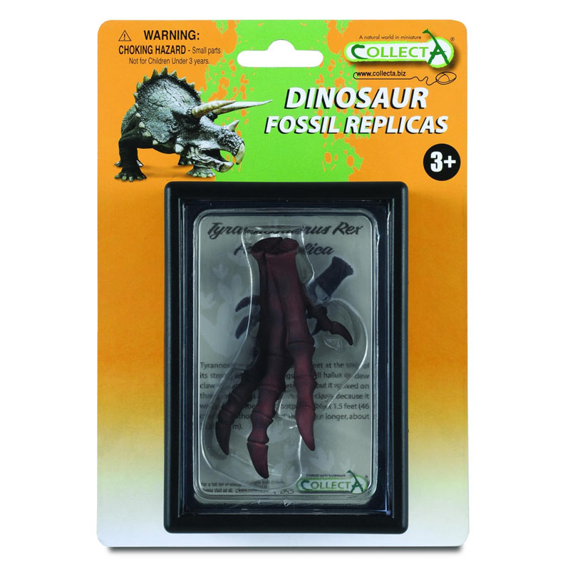 Εύρημα - Πόδι Τυραννόσαυρου Ρέξ Σε Κουτί