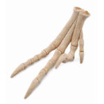 Εύρημα - Πόδι Βελοσιράπτορα Σε Κουτί