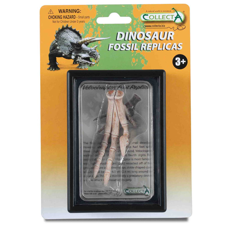 Εύρημα - Πόδι Βελοσιράπτορα Σε Κουτί