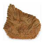 Εύρημα - Ραχιαία Πλάκα Στεγόσαυρου Σε Κουτί