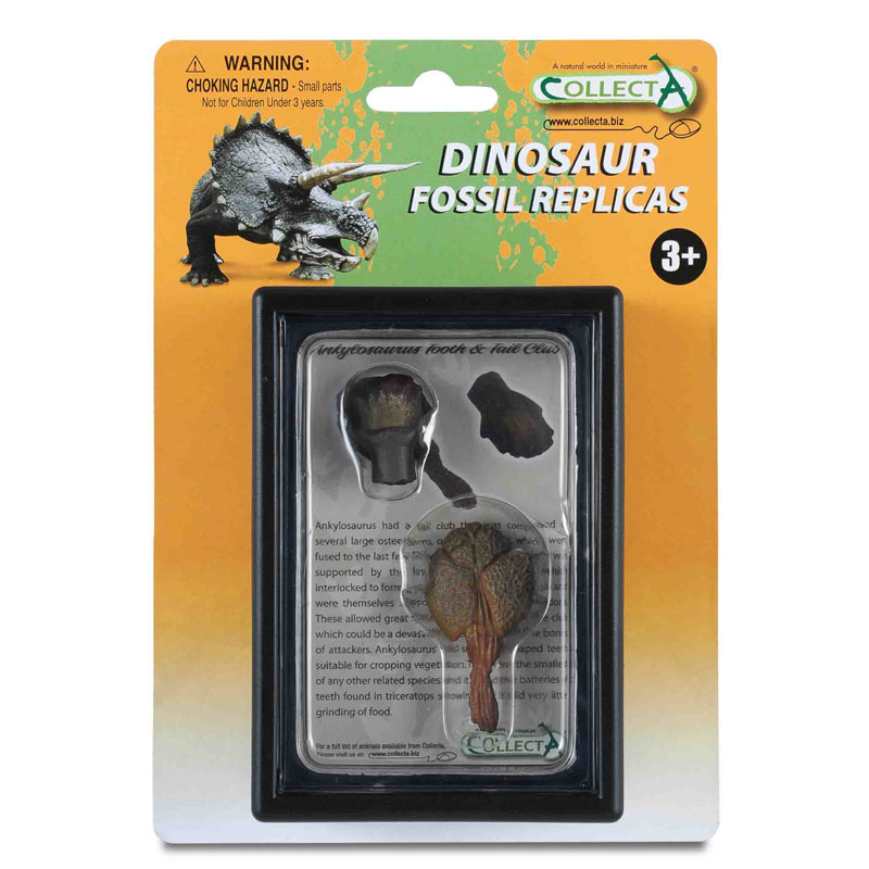 Εύρημα - Δόντι Και Ουρά Αγκυλόσαυρου Σε Κουτί