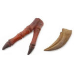 Εύρημα - Νυχι Και Κόκκαλα Τυραννόσαυρου Ρέξ Σε Κουτί