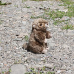 Rappa Λούτρινη Μαρμότα Ορθια 17 εκ. Eco-Friendly (209862)