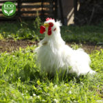 Rappa Λούτρινος Ασπρος Πετεινός 33 εκ. Ορθιος Eco-Friendly (211230)