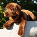 Rappa Λούτρινος Σκύλος Labrador Retriever Καφέ Ξαπλωτός 61 εκ. Eco-Friendly (211377)