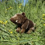 Rappa Λούτρινος Αγριόχοιρος 28 εκ. Eco-Friendly (242883)